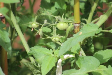 Heirloom Tomato Plant